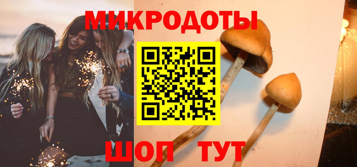 Псилоцибиновые грибы Psilocybe Курганинск